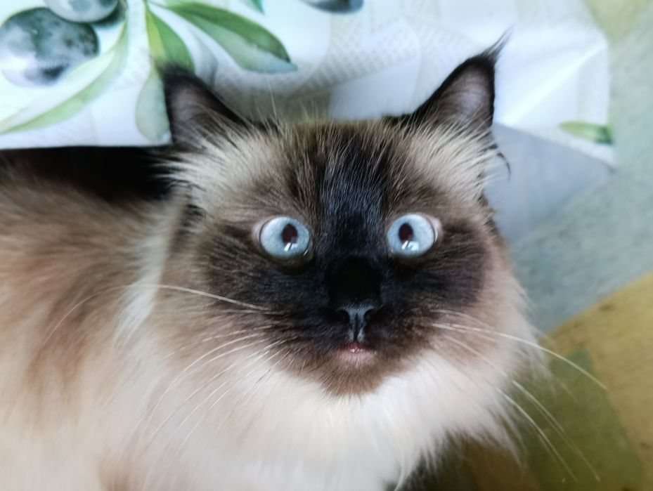 Ищем кота для вязки