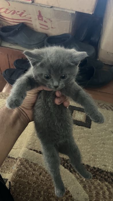 Милые котята 2 месяца