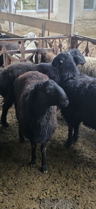 Тиш бузмаган кучкорлар сотилади.