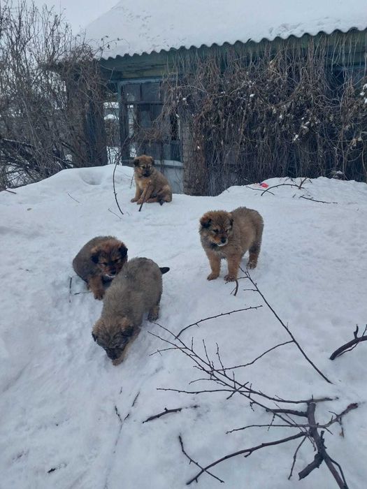 Щенки отдам в добрые руки