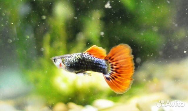 Продам Гуппи ассорти и породы