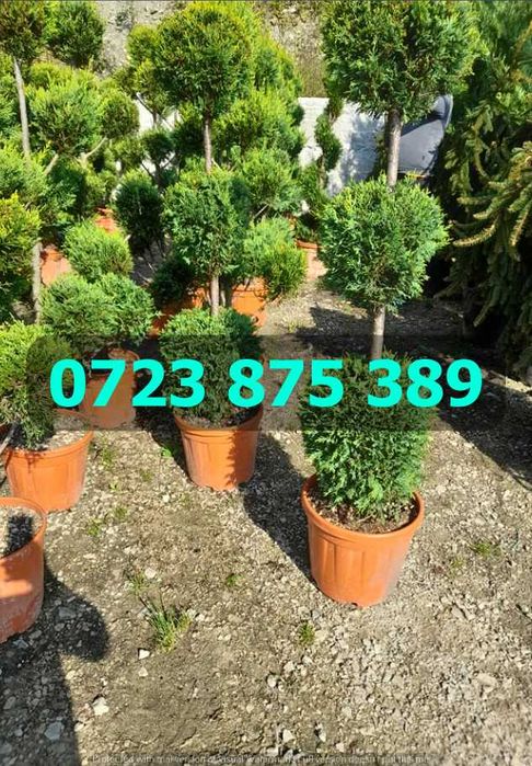 Vegetație de Grădină Premium – Protecție Maximă la Transport