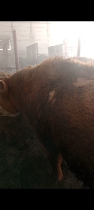 откорм бұқалар  сатылады