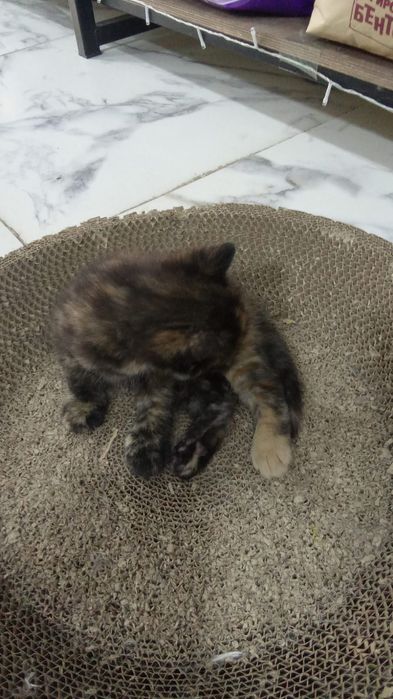 Кошечка бесплатно