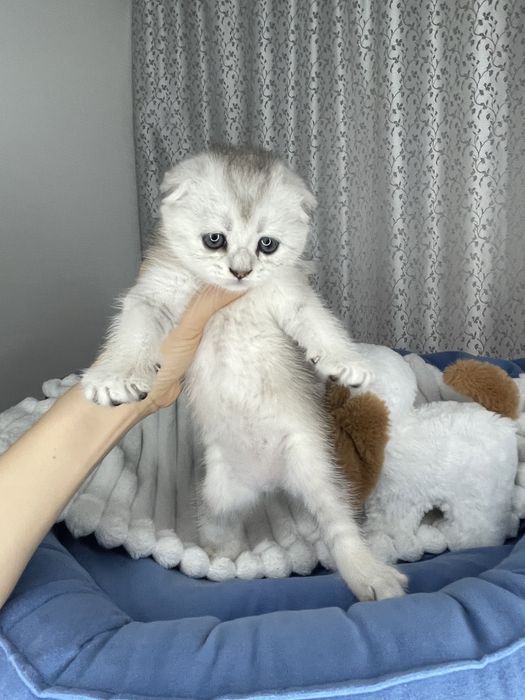 Обалденные котята серебристой шиншиллы