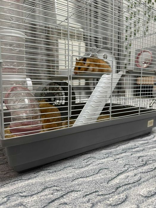 Сирийские хомяки