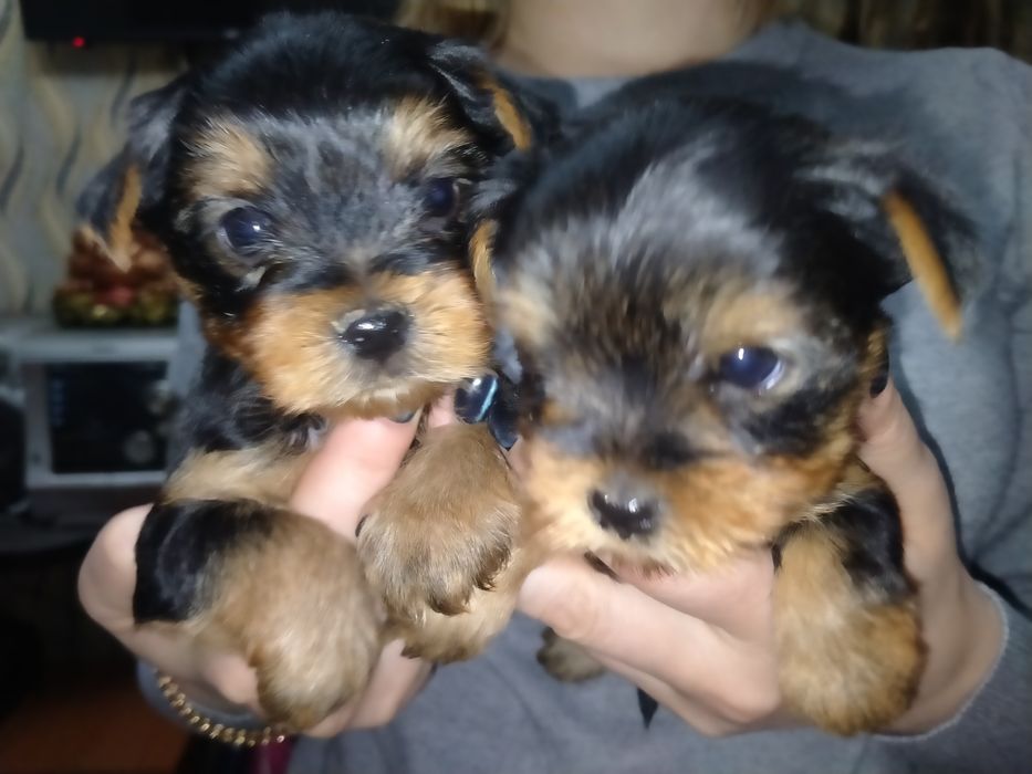 Йоркширский терьер