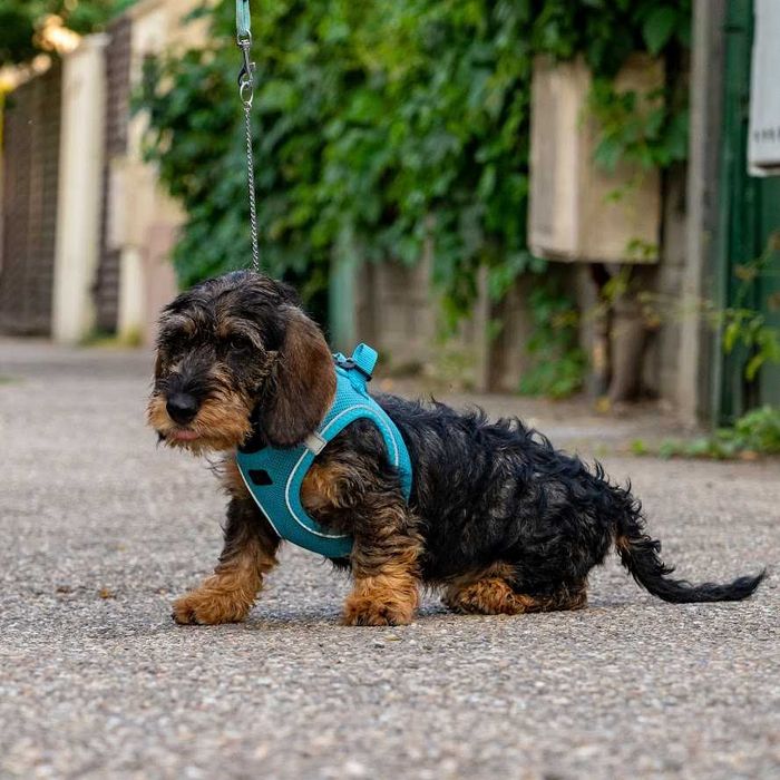 Mascul  teckel sarmos standard cu Pedigree A, la 3.5 luni