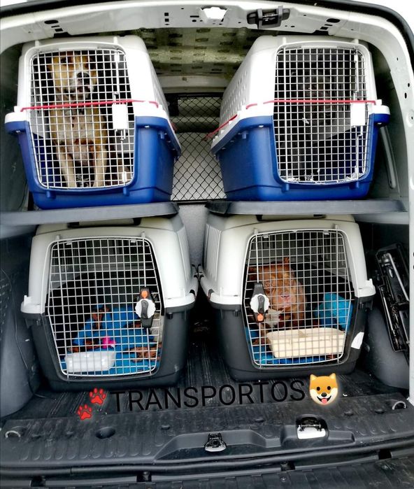 Transport câini și pisici. Transport persoane cu animalul de companie