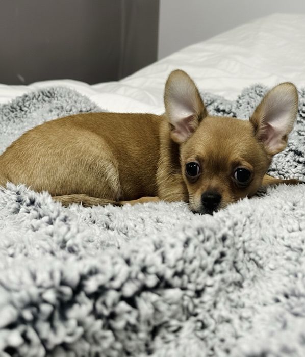 Мъжко Мини Чихуахуа