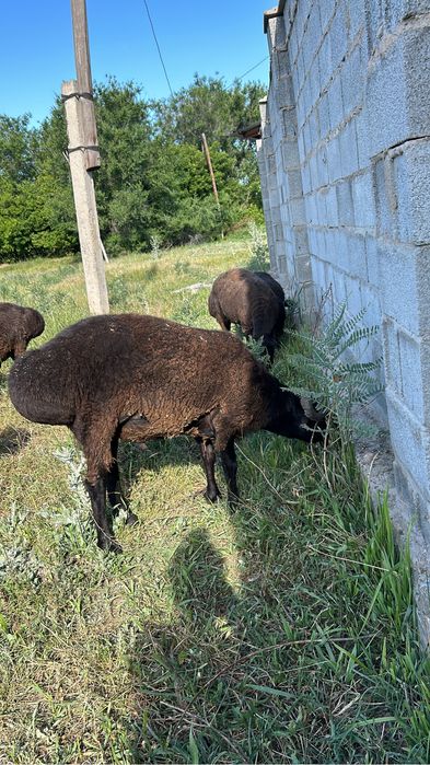 Продам баранов