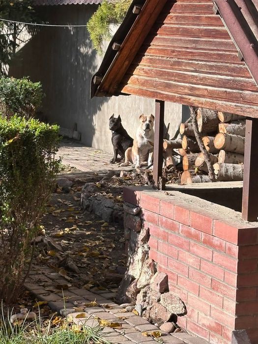 Щенок питбуля — настоящий красавец и охранник