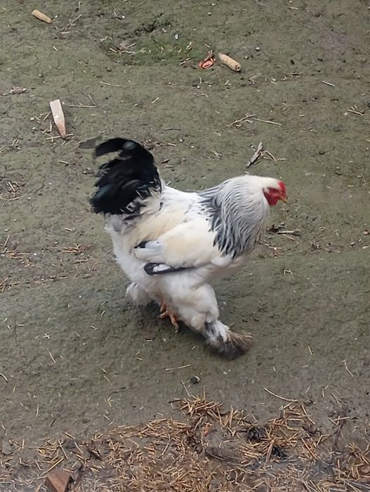 Bravma tovuqlar va xurozlar