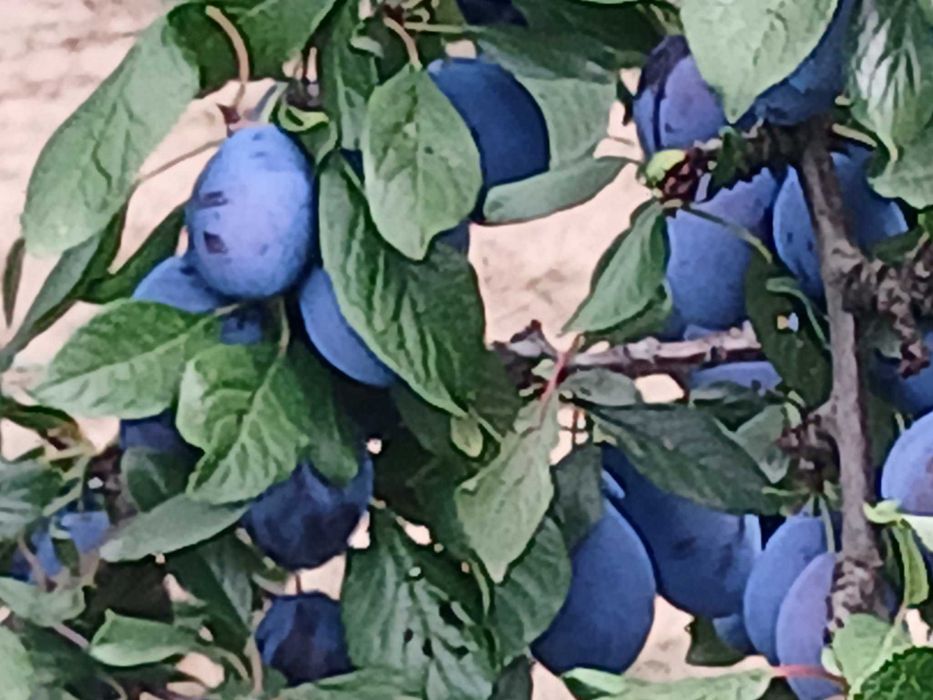 Vand prune bio, proapăt culese