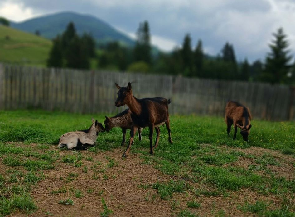 Vând capre alpin francez prima fătare