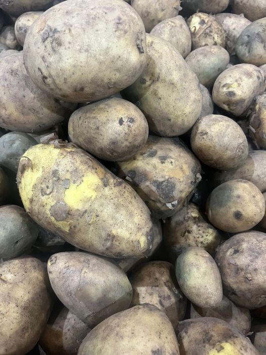 Картофель тендерный