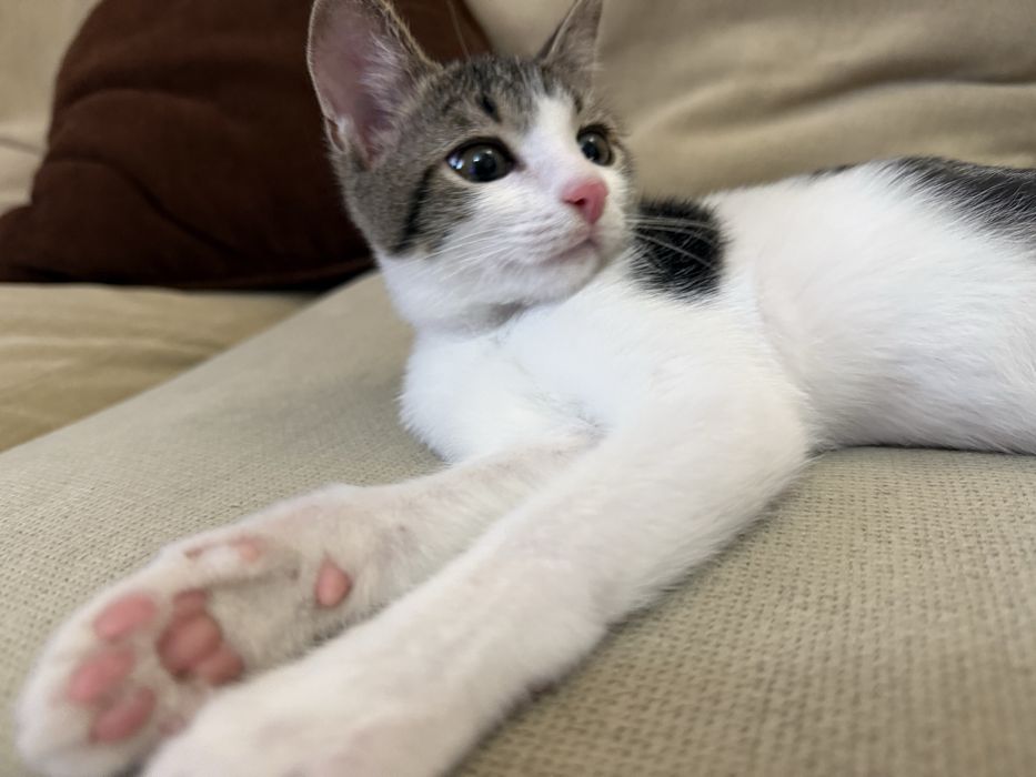 Подарява се мъжко коте