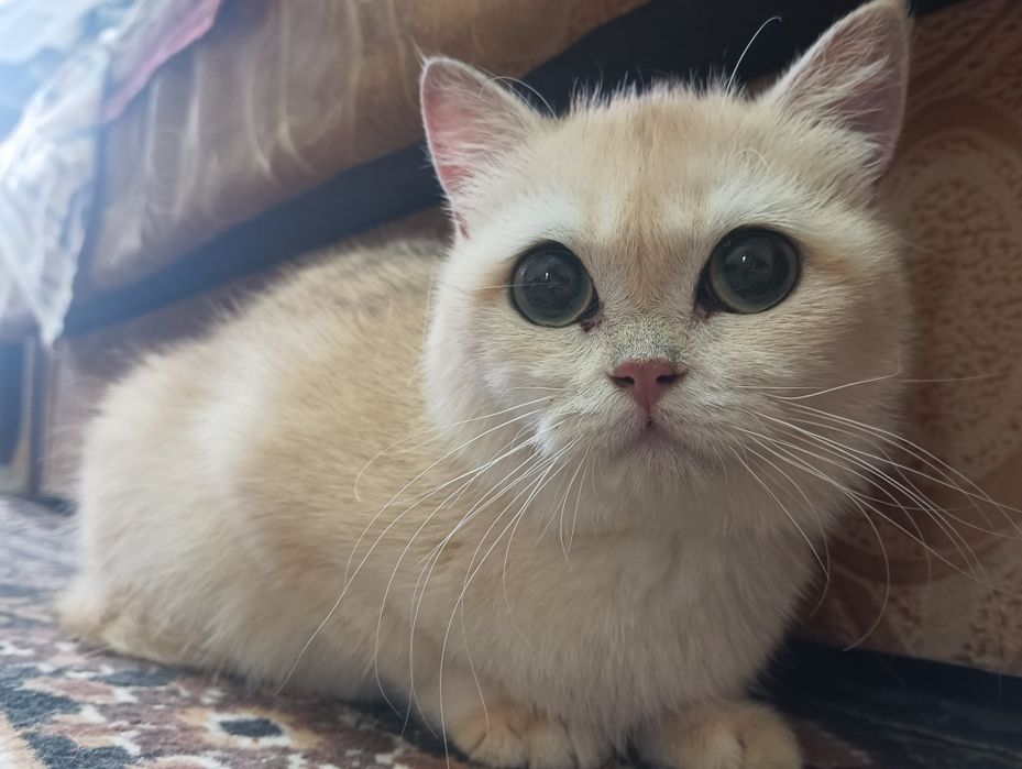 Британский короткошерстный — котёнок 6 мес.