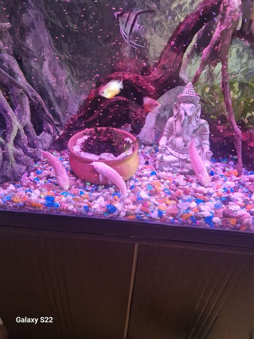 Продам таракатумов альбино.