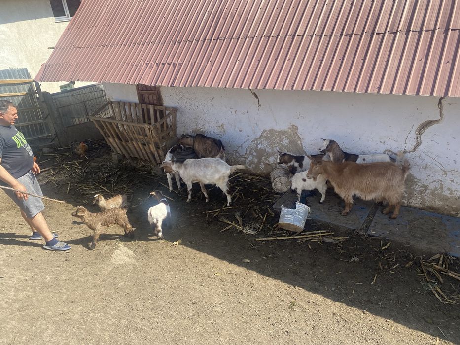 Vand 10 capre bune de lapte.