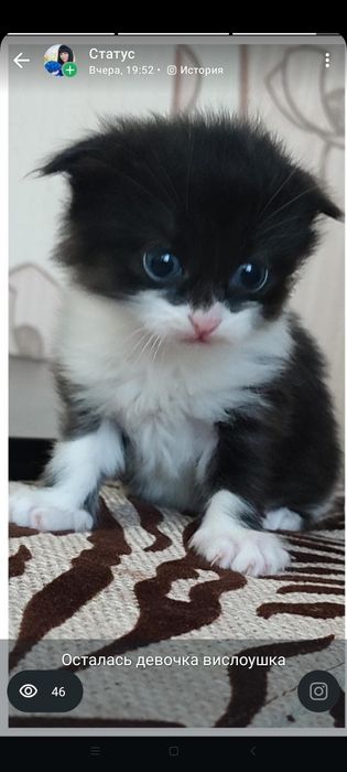 Отдам котят в добрые руки