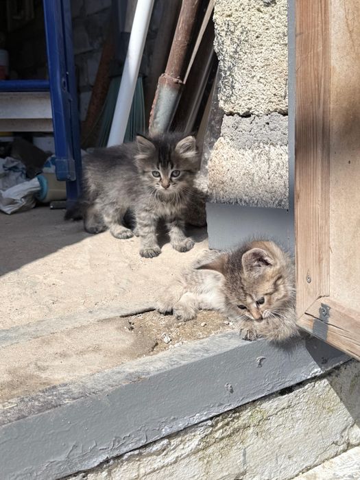 Котята отдам в хорошие руки