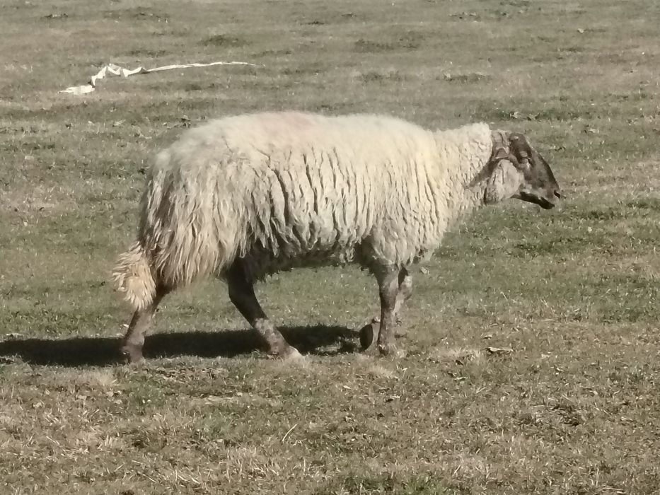 Miei țigăi de vânzare