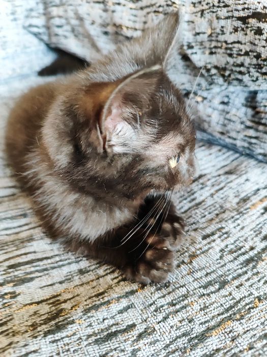 Котенок 2,5 месяца мальчик.
