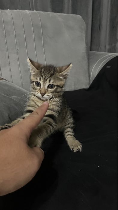 Домашний игривый котенок