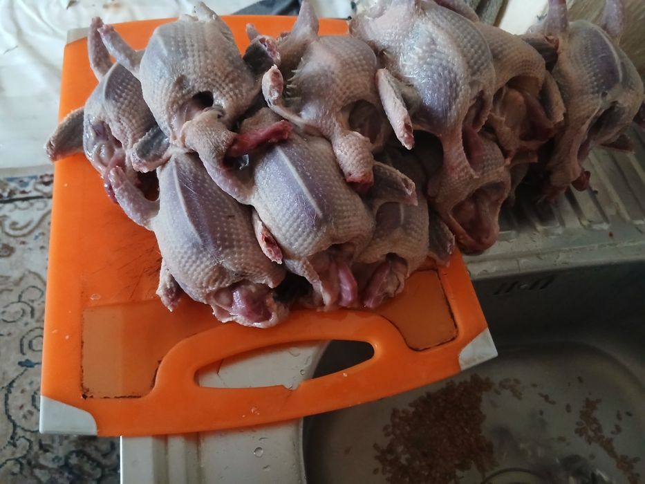 Голуби жирные крупные