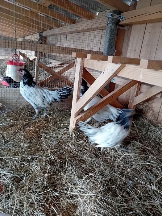 Gaini de vânzare în jud Galați