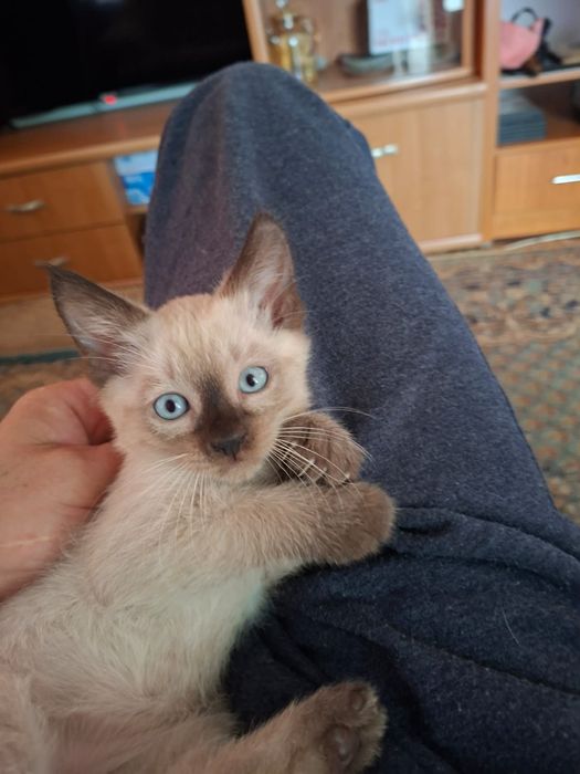 Отдам котят в добрые и хорошие руки