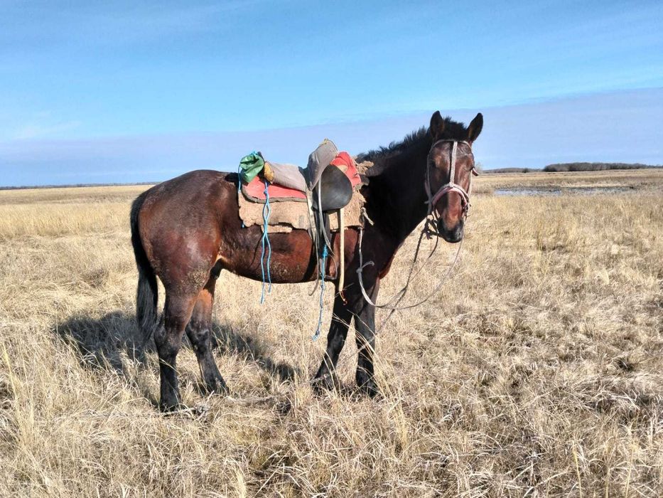 Продается жеребец