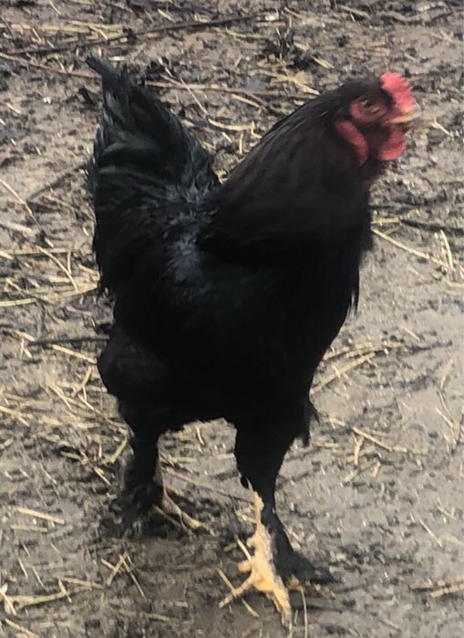 Cocosi rase mari brahma, rhode island, wiandotte , cochinchina