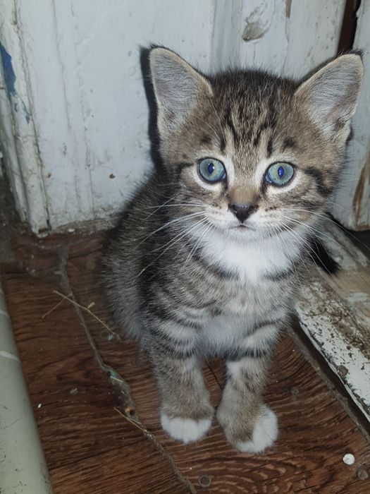 Продам котят самые красивые