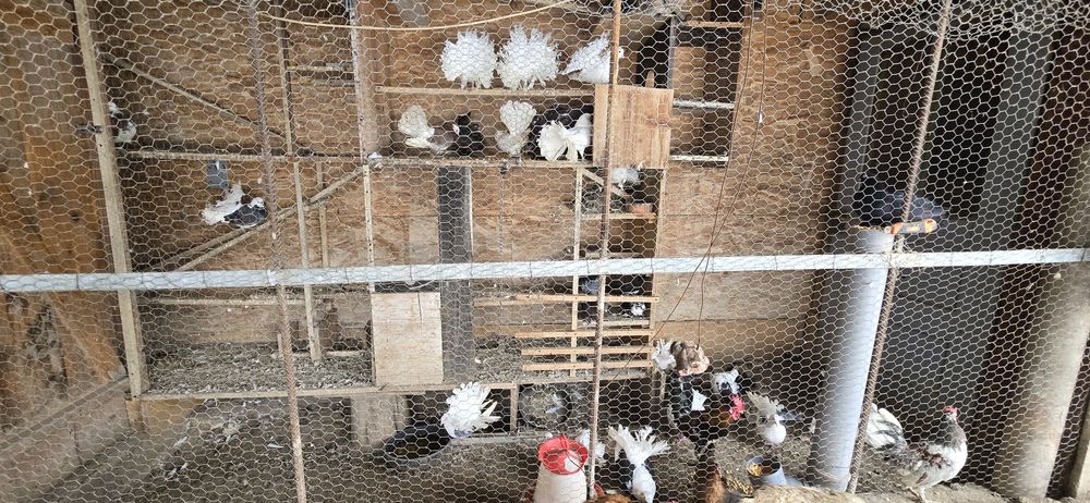 Porumbei voiajori si curcanasi