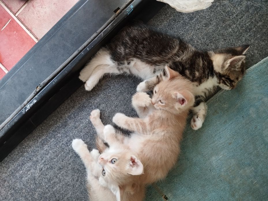 Пожалуйста помогите..котята все разные.красивые.уже умнички..12.штук.