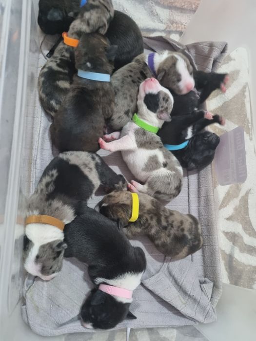 Для брони щенки стаффа