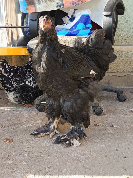 Cocosi Brahma tineri