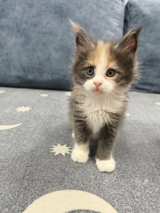 Продам котят Мейкун