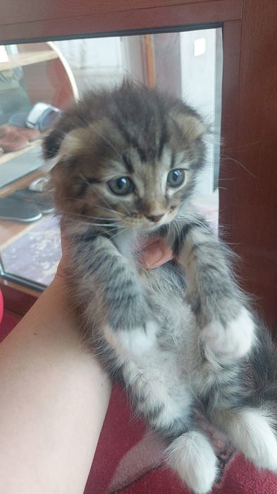 Котята породистые