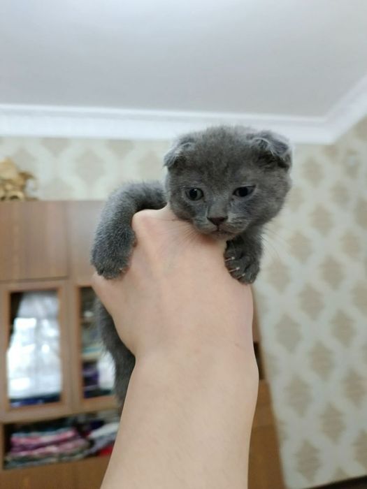 Шотландский вислоухий котенок