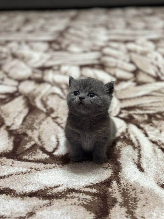 Продаются котята скоттиш страйт и фолд