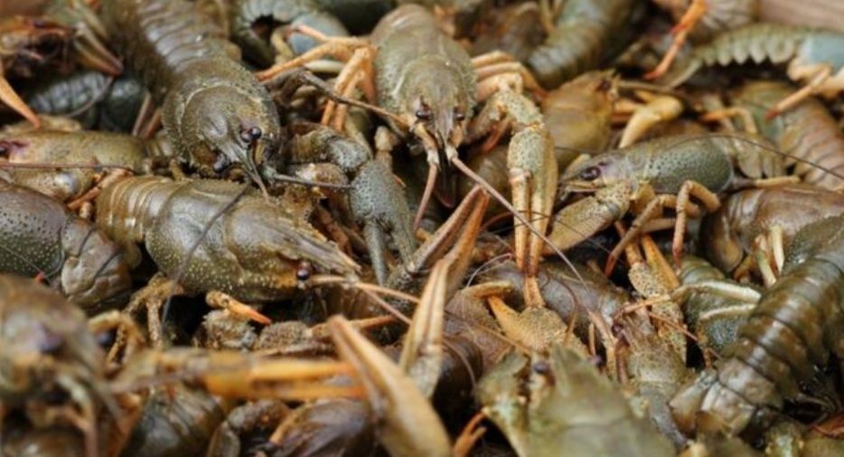 Живые раки, с доставкой!