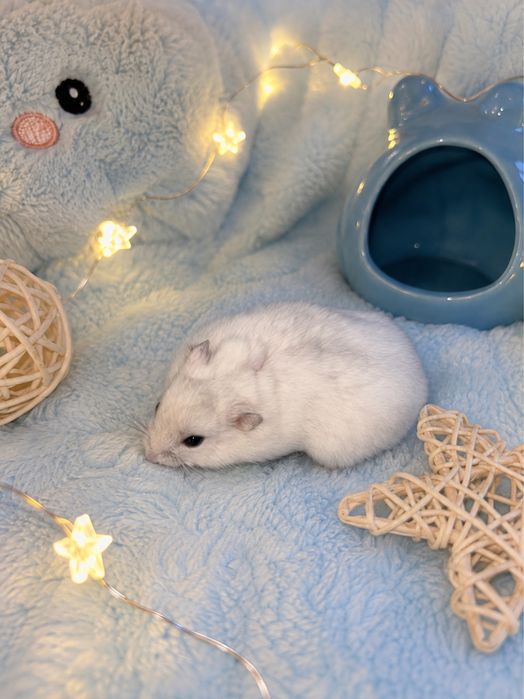 Hamster puiuț – băiețel, disponibil în Ploiești