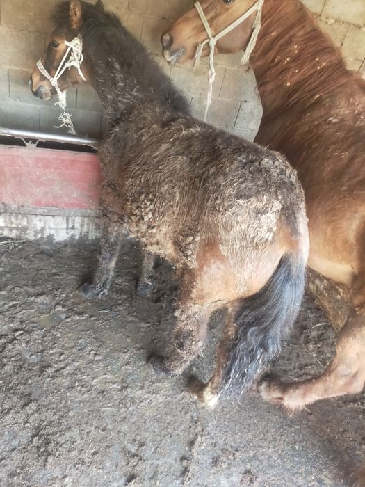 Продам жеребята 2 гол