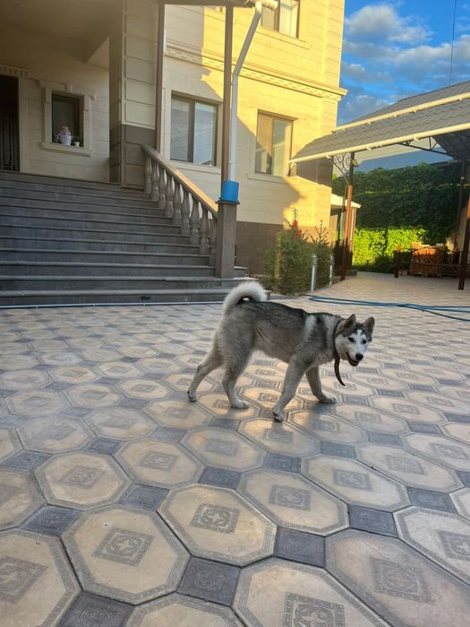 лайка продается сатылады