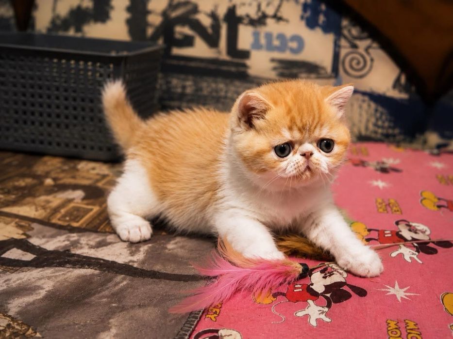 Экзотический котенок