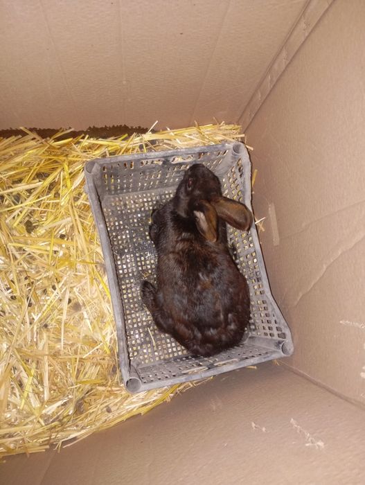 Қуйон ва болалари сотилади ва алмаштирилади