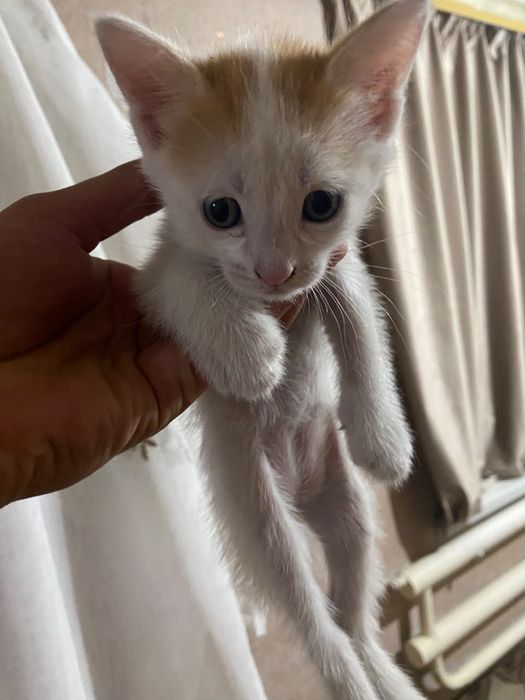 Отдам котят даром